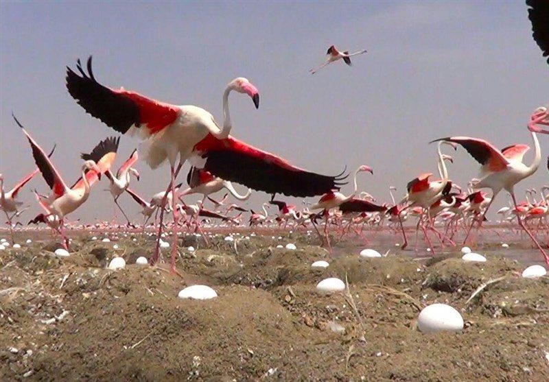 منطقه حفاظت شده دشت ناز-hWT6N4AAro