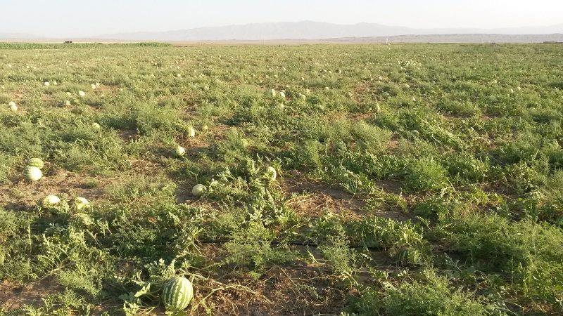 روستاهای نظرآباد ( معرفی ۵۵ روستای نظرآباد )-i4BccMdBII