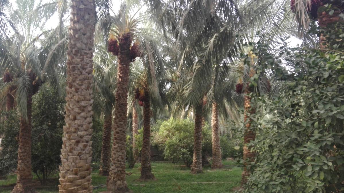 شهر گنبكی-iA0iqItDAQ