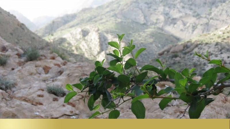 تنگ آب گراش-iRjw8g3g7c
