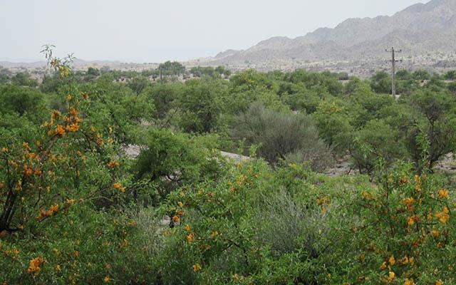 انار شیطان جیرفت-iZDx8M4mlj