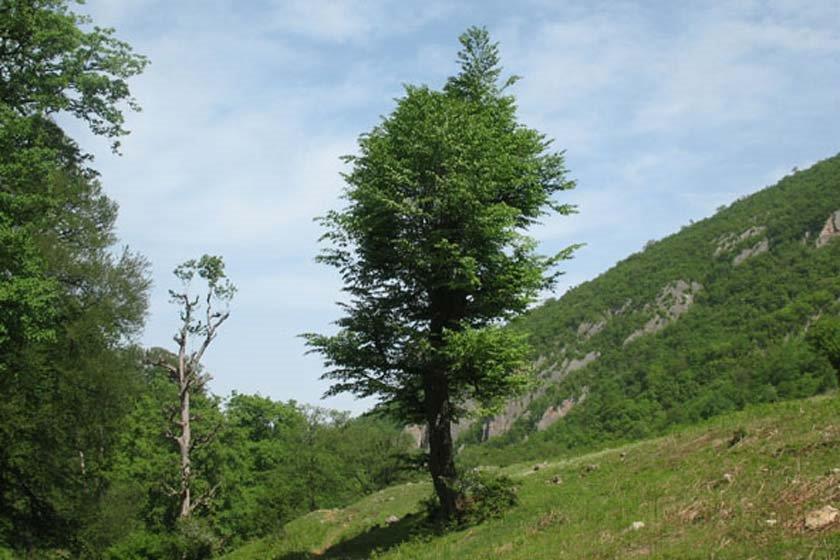 روستای چناربن زارم نكا-iihOMwhcHd