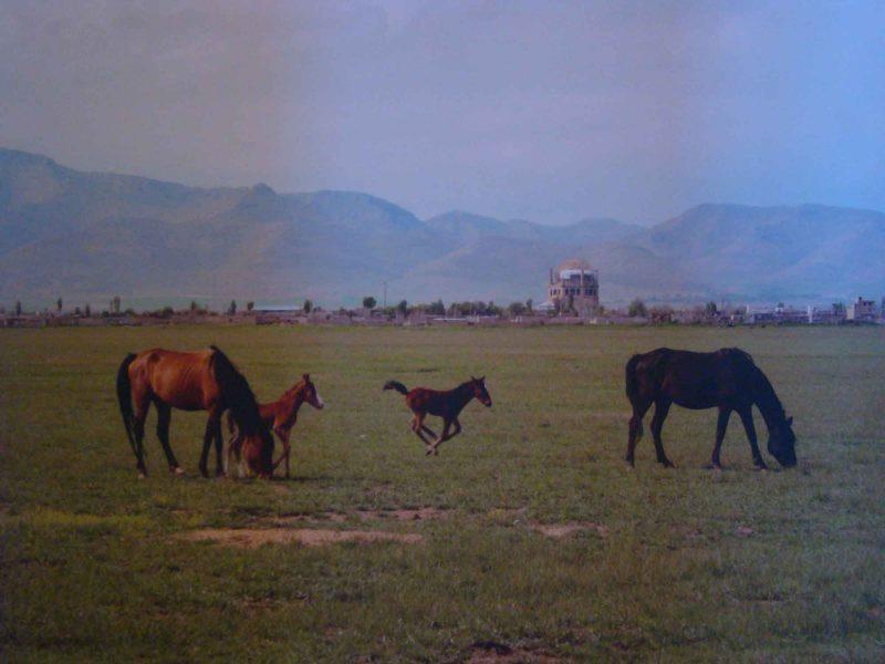 چمن سلطانیه-imdeqYDS6l