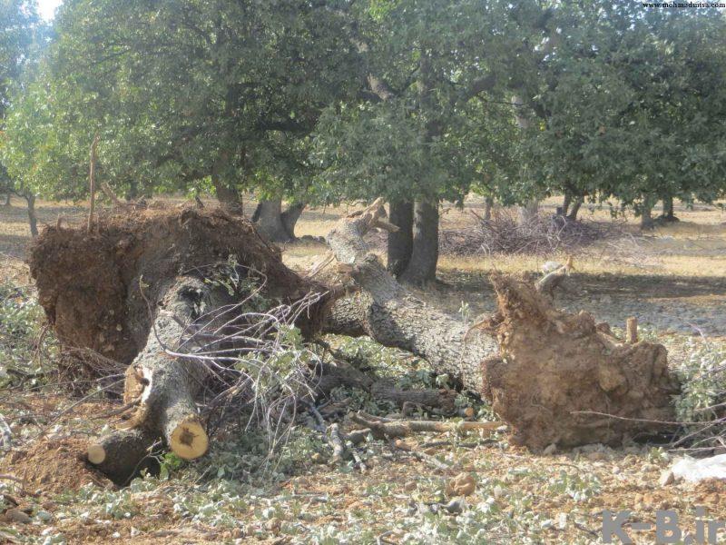 روستای ده برآفتاب-iqMvcuo0CA