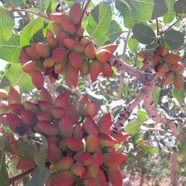 روستاهای اصلاندوز ( معرفی ۵ روستای اصلاندوز )-itBw3uDc3h