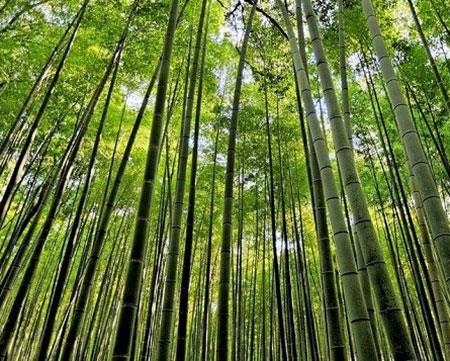 جنگل زیبا و محصور كننده بامبوی ژاپن-j2eg0opgE5