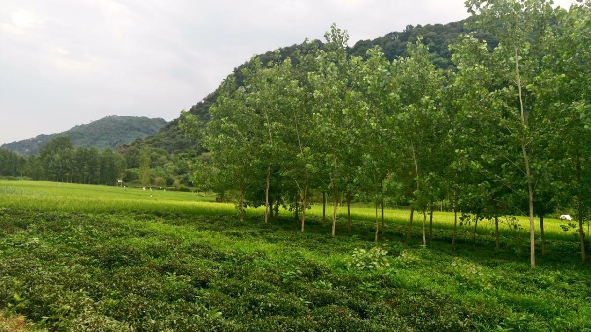 روستاهای لنگرود ( معرفی ۲۰۲ روستای لنگرود )-j8bL06pSHK