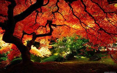 نكاتی برای عكاسی در فصل پاییز-jRvgmMViRH