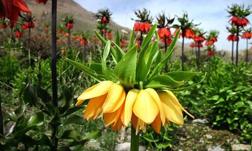 بهترین دشت گل های ایران در بهار-jSTr4XPYJI