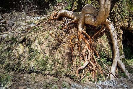 فصل بهار در خوزستان-jfhFoESDLP