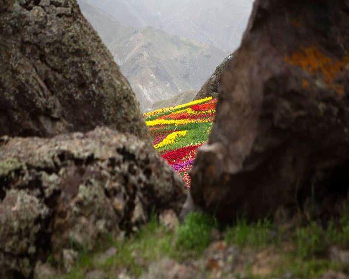 دشت لاله‌های روستای كندر-k6vRCwAggE