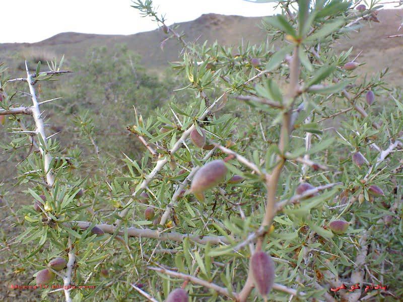 روستای ارجنك شهركرد-l8rbvmoB0d