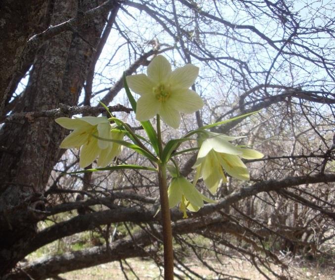 طبیعت باغ دره-lJ42FfCoPD