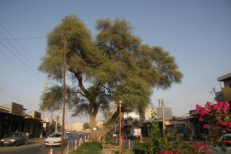 كرت كهنسال بوشهر-lbf0jyH4j9