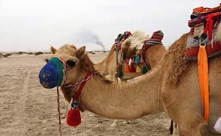 با جاذبه های بی نظیر «دوحه» آشنا شوید-lh1oQ5Jc5r