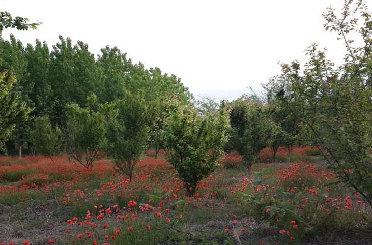 روستای اشپلا-lmSENikzJy