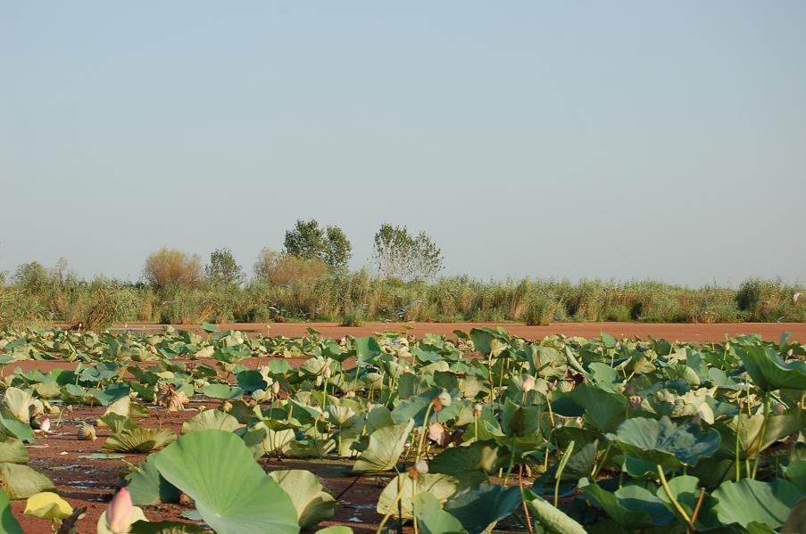روستاهای بندرانزلی ( معرفی ۲۸ روستای بندرانزلی )-m2fOQ1RDEq