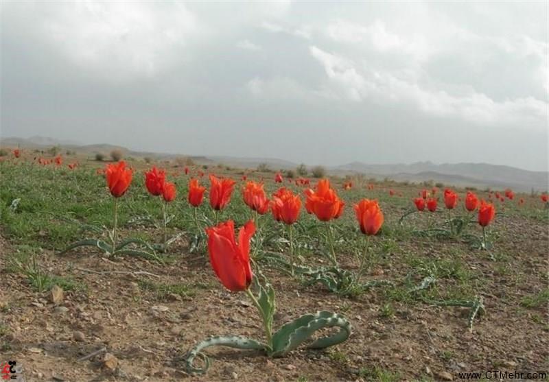 روستای مصعبی سرایان-mGLl2jV8mo