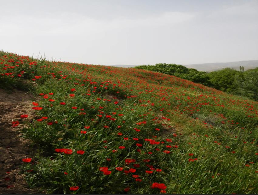 روستای بدرانلو-mGUXdHi7KK