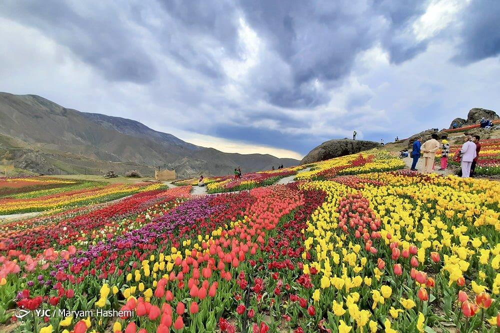دشت لاله‌های روستای كندر-mN67yyfiKQ