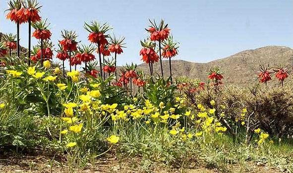 روستای دره بید-mPraLuIfkY