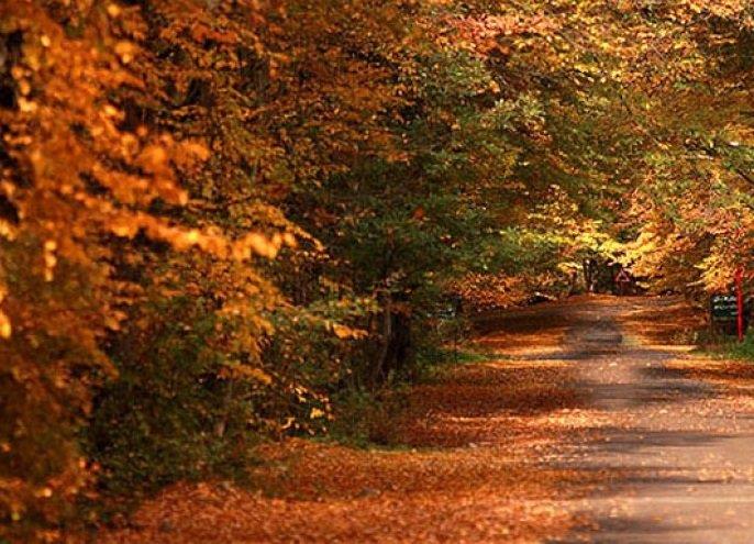 جنگل‌های انجیلی سوادكوه-mdstjSmn79