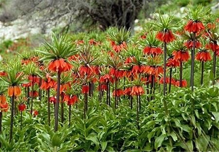 كوه بوجه در كجاست؟ پوشش گیاهی كوه بوجه-mzIeoJ4EW2