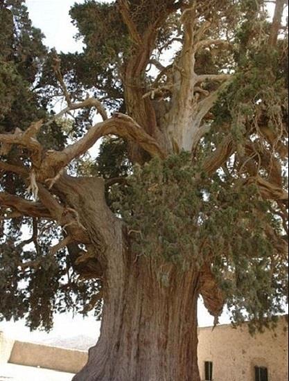 سرو زربین سنگان-n3jGjoLC0f