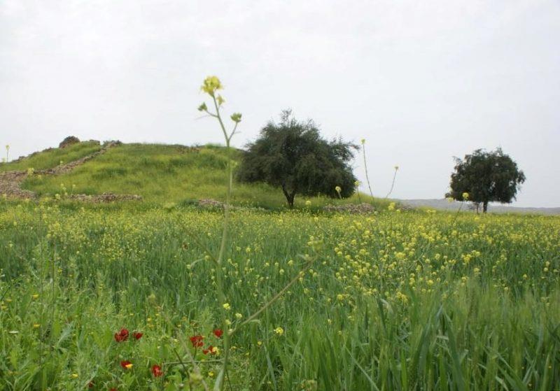 بنه میر-n60GXaEYcn