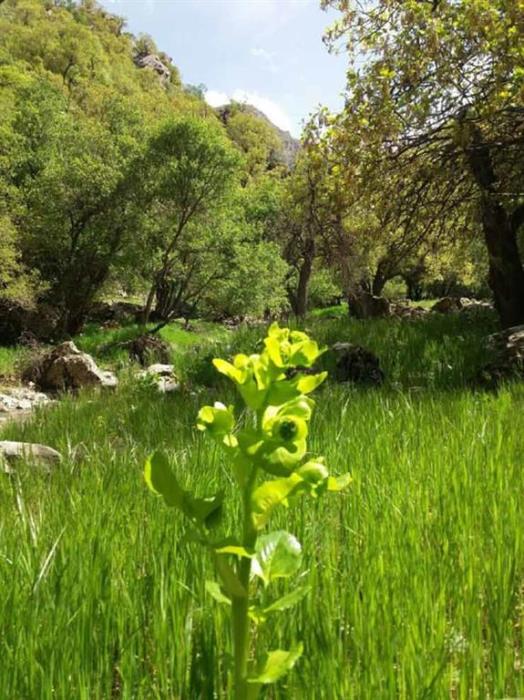 روستای سرمرغ سفلی خرم آباد استان لرستان, خرم آباد-nHkB5VrgyH
