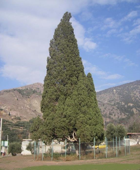 سرو هرزویل-nLIOqV7r16
