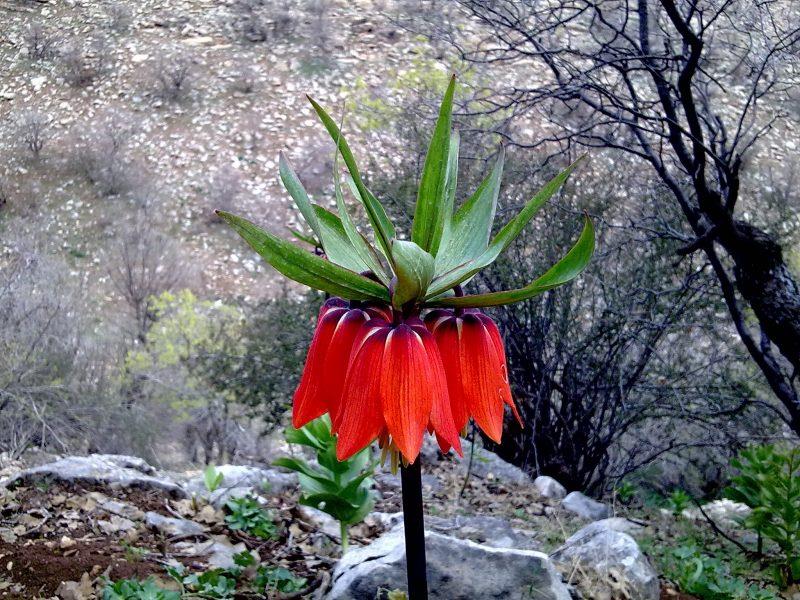 روستای تازه آباد چله-nPFn7cYtG3