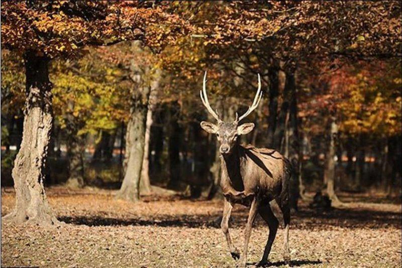 پارك جنگلی قرق گرگان استان گلستان, گرگان-ndpDlGeUt8