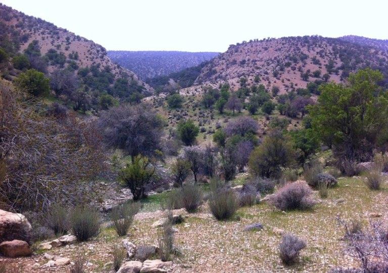 جنگل چاتیز جهرم-ngtfXBrAr5
