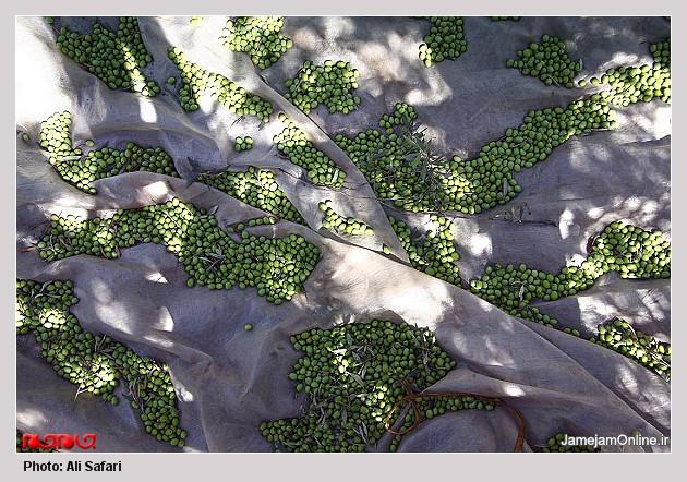 روستای التین كش-nnRcSn3cUK