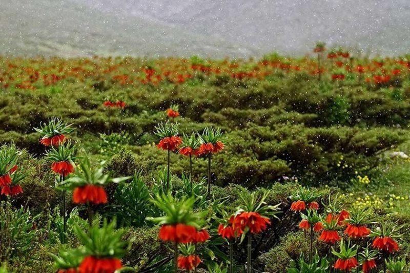 دره بید بالا فریدن-nuqBq19Tgb