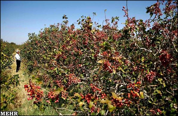 روستای حسین آباد-nxwwG0H6wL