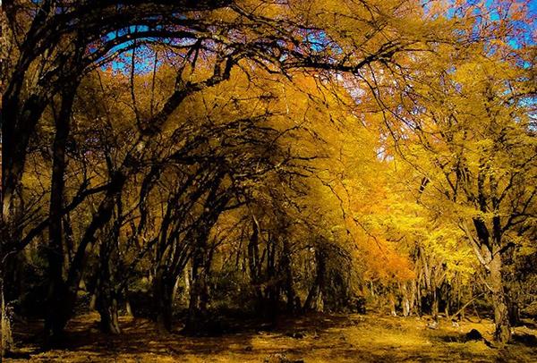 عكس های زیبا و رویایی از طبیعت شگفت انگیز ایران در فصل پاییز-o3TllWDRVV