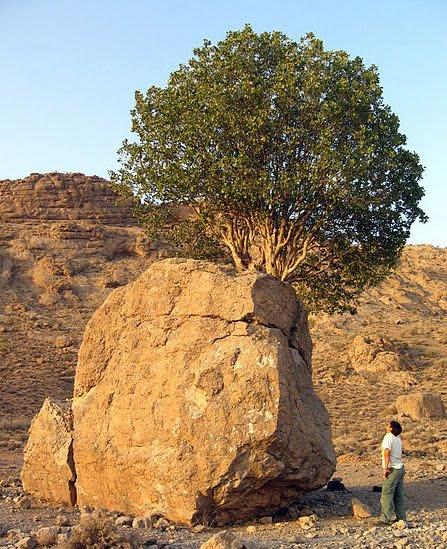 درخت مروارید سبز-o7AEOamroC