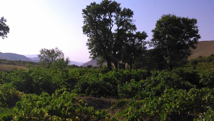روستای چوزه-o8RJZsZHxp