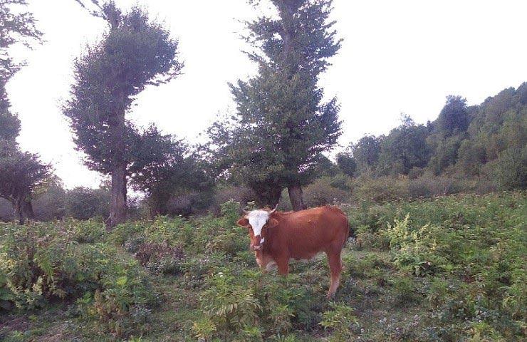 روستای گت كلا آمل-oF0lZuceS9