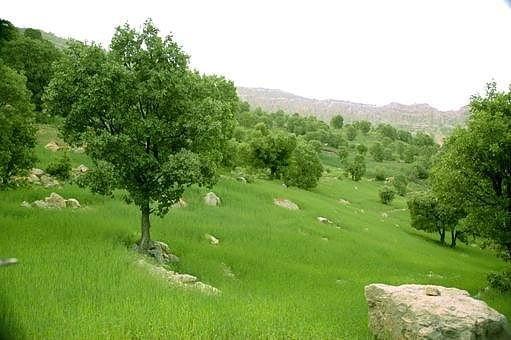 طبیعت جنگلی یاسوج-oGR82LcV9g