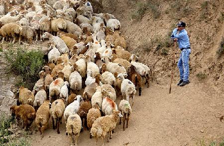 طبیعت روستای بدرانلو-oQY8KrP2JW