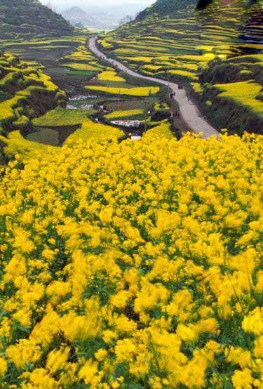 جاذبه های پنهان چین-oZFZ0RNWIz