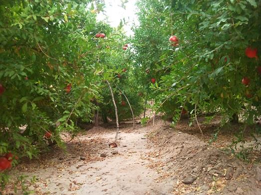 روستای فمی-of0wAisHIp