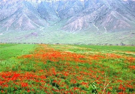 جلوه‌ای از نقش و نگار بهار در طبیعت زیبای تاجیكستان-pPlHtLc8OV