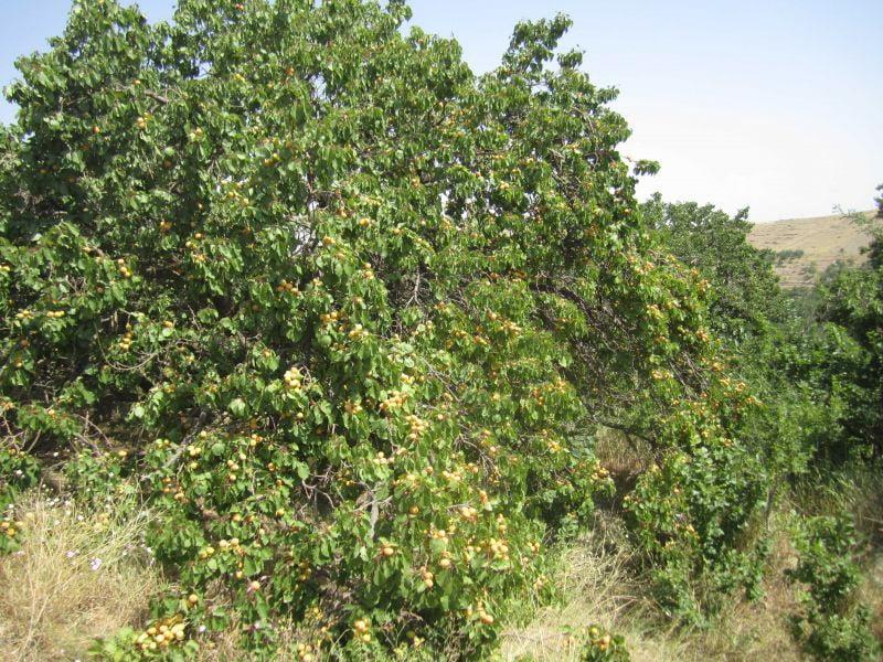 روستای كهنمو-pqBziJKuHb