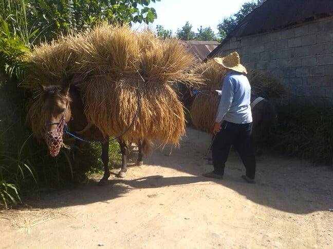 روستای كلشتاجان-pqdYgyaHuA