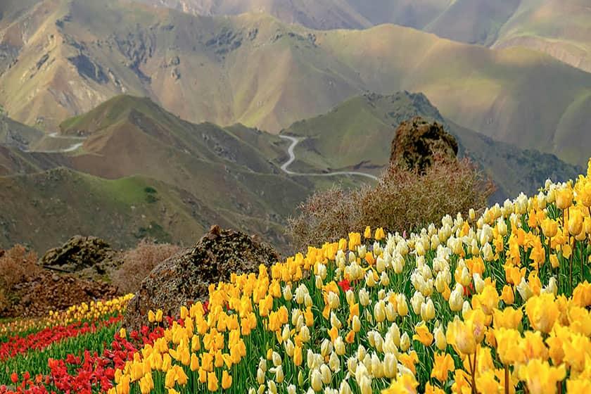 دشت لاله‌های روستای كندر-q008MTIr8S
