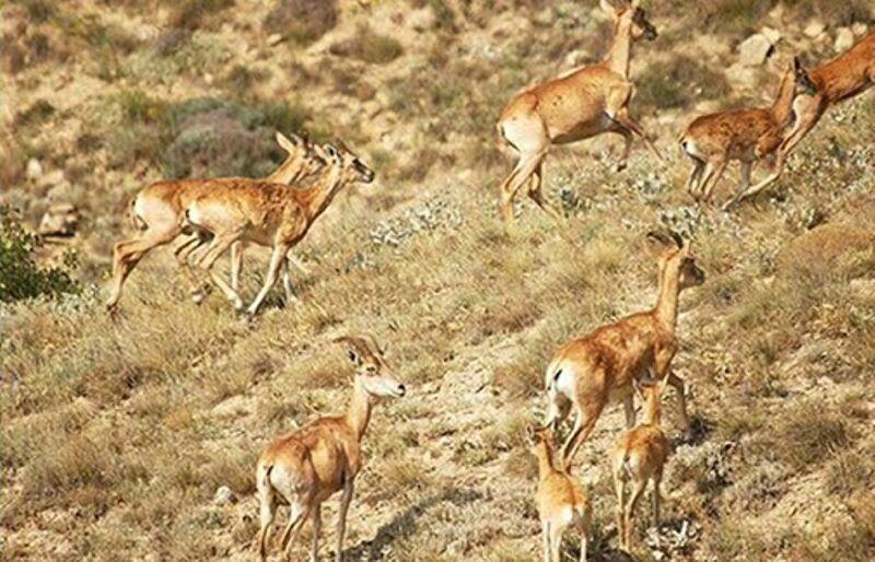 پارك ملی بمو ، طبیعتی حفاظت شده با حیوانات نادر-qHtWFoePB8